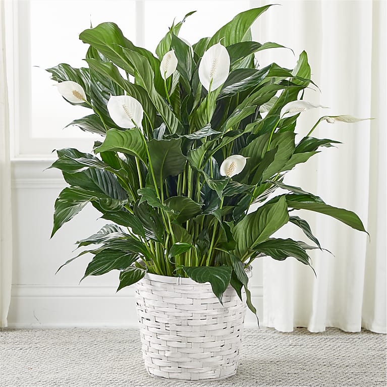 Peace Lily Plant